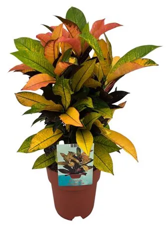 Codiaeum Variegatum Mrs. Iceton • črepník 19 cm