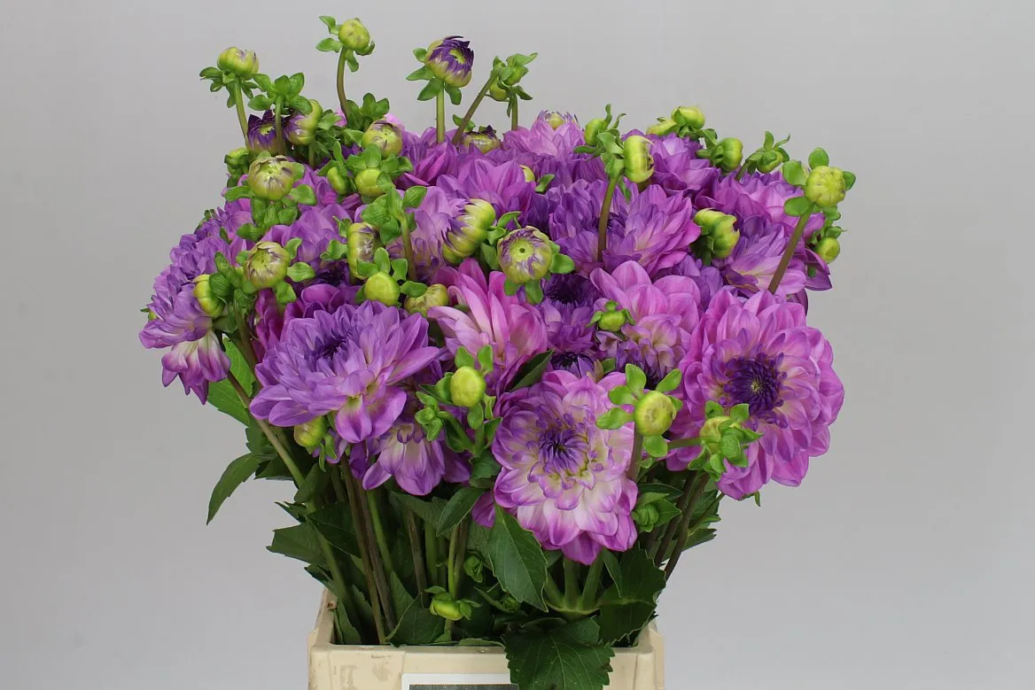 Dahlia Mediterrannee • 45 cm