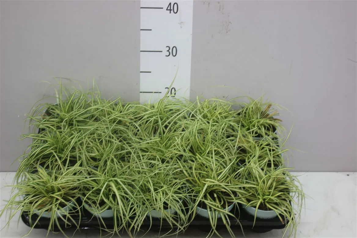 Carex Ha Evergold • črepník 10,5 cm