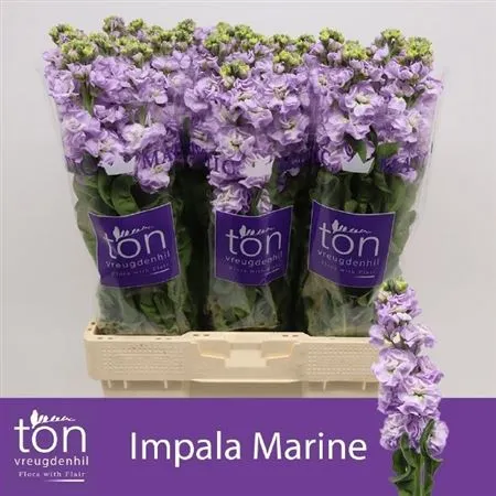 Matthiola Lavender • 58 cm