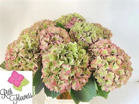 Hortenzia Rodeo Classic • 50 cm
