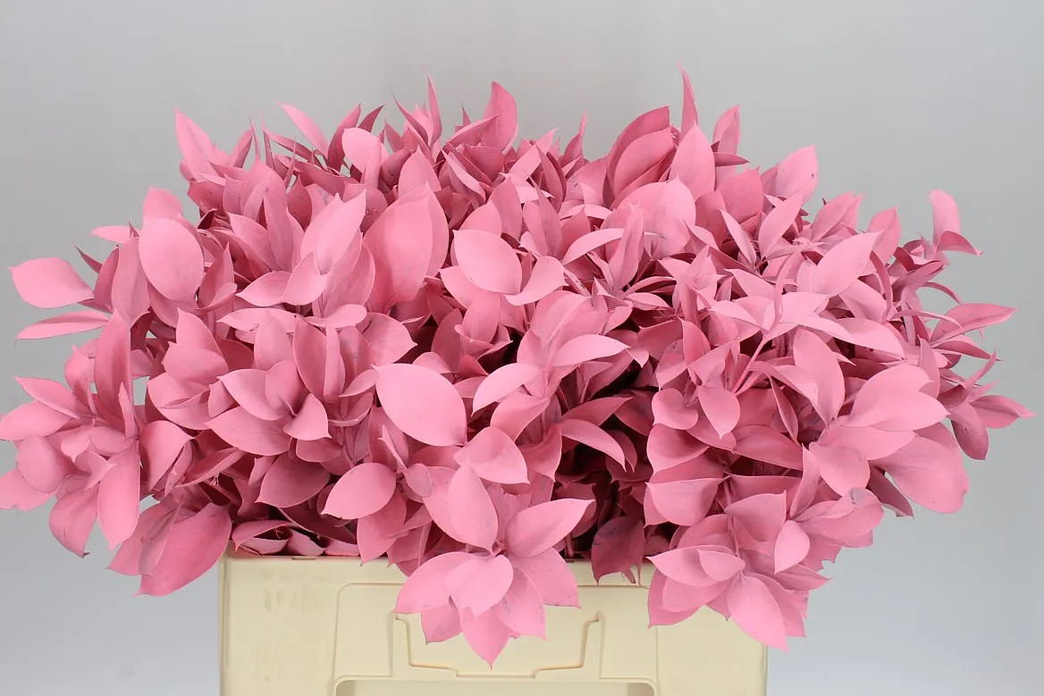 Ruskus farbený Pink • 60 cm