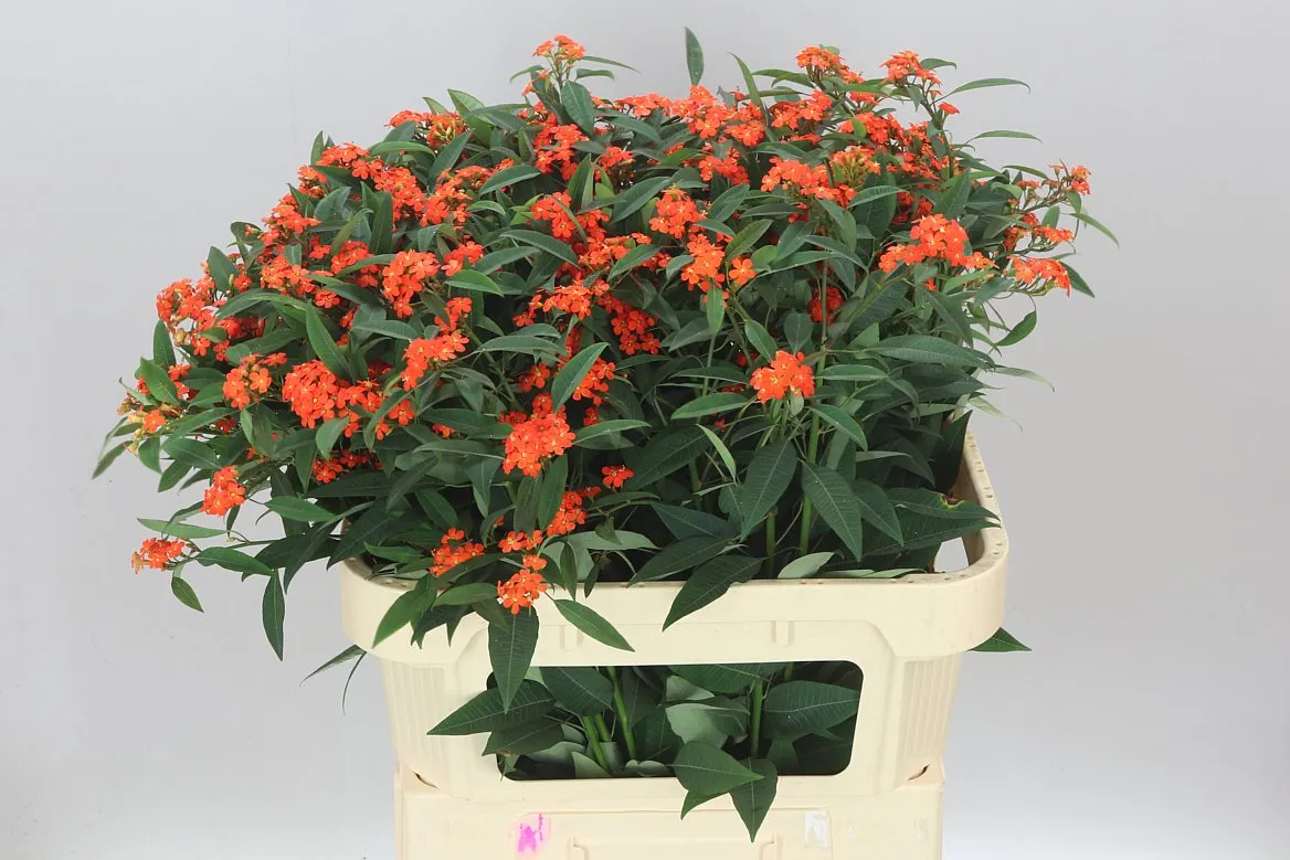 Euphorbia F T Queen Orange • 75 cm