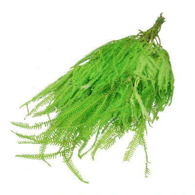 Sušená papraď zelená 70 cm