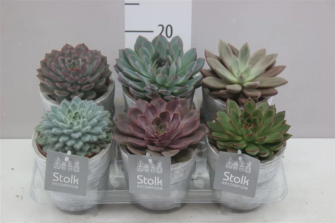 Echeveria Herfstmix White Wash v keramike • črepník 11 cm