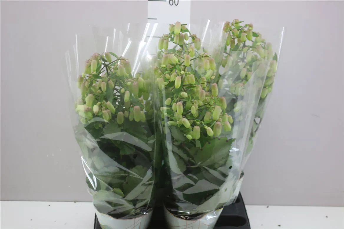 Kalanchoe Magic Bell • črepník 14 cm