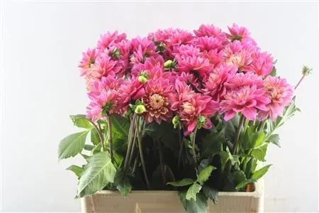 Dahlia Happy Salmon • 50 cm
