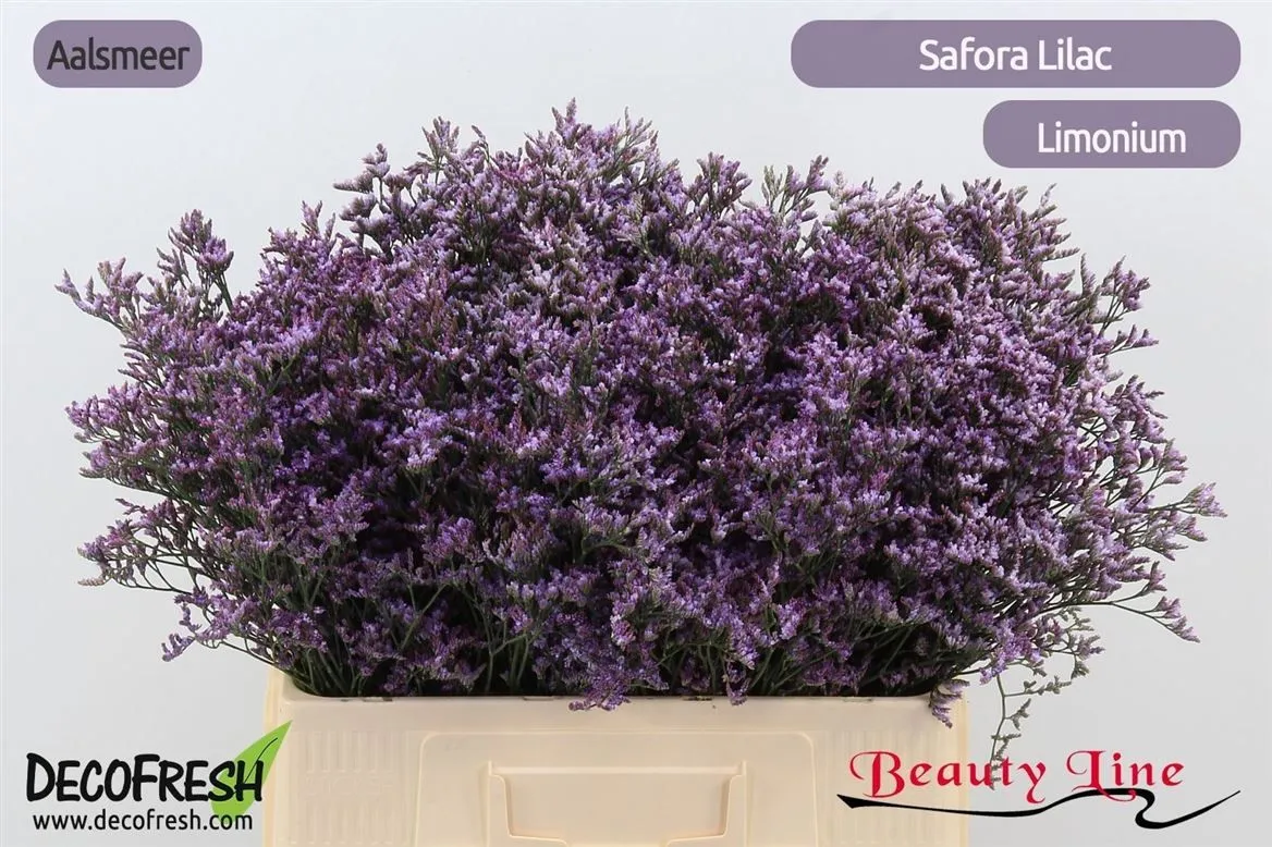 Limónium Saf Lilac • 70 cm