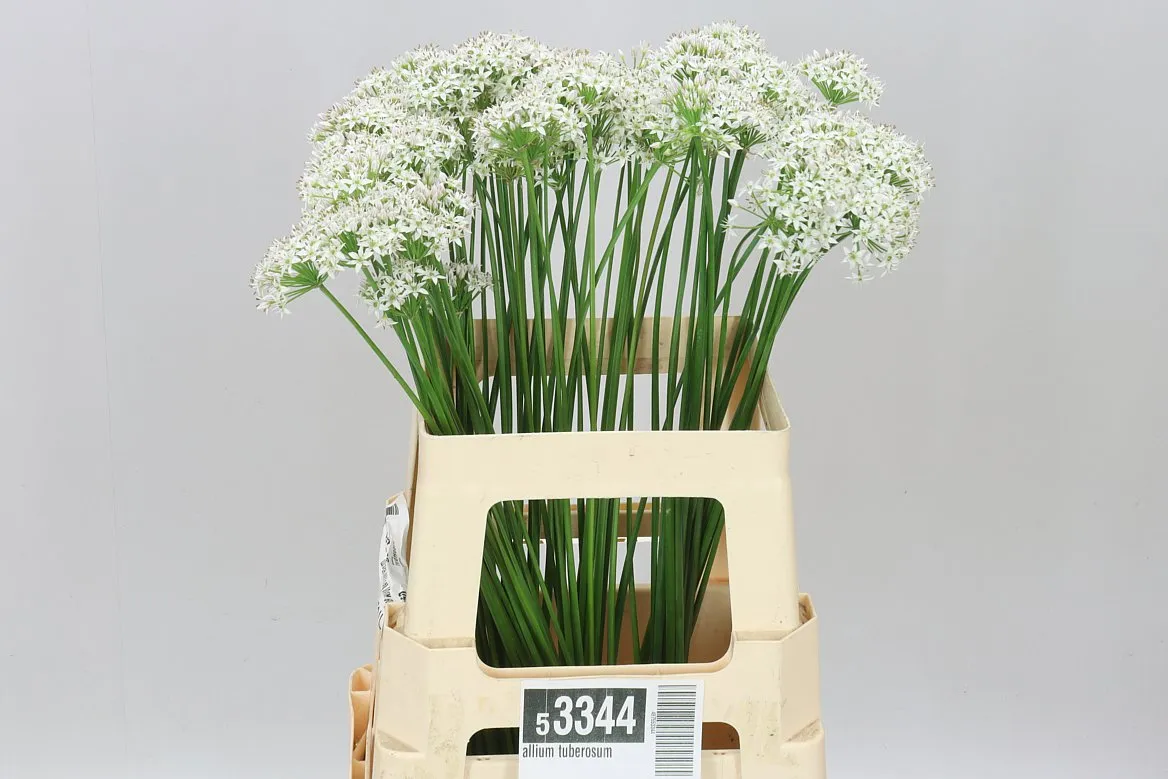 Allium Tuberosum • 60 cm