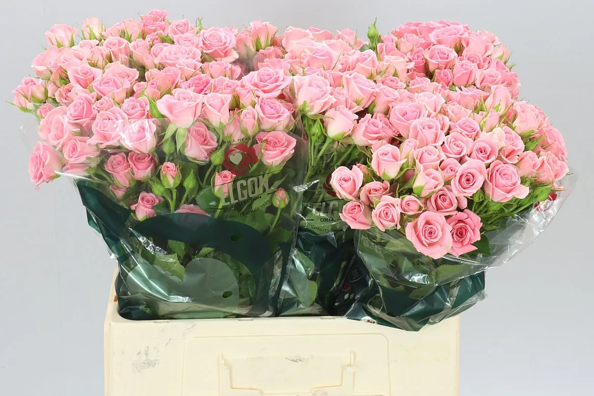 Ruža trsová Odilia • 60 cm