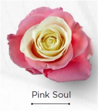 Ruža farbená Pink Soul, Ekvádor • 50 cm