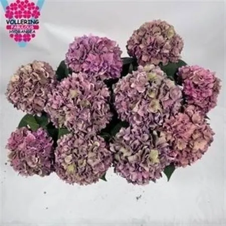 Hyd Rodeo Purple Classic • 60 cm