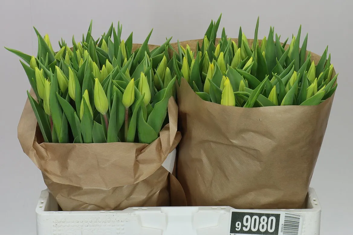 Tulipa En Strong Gold • 40 cm