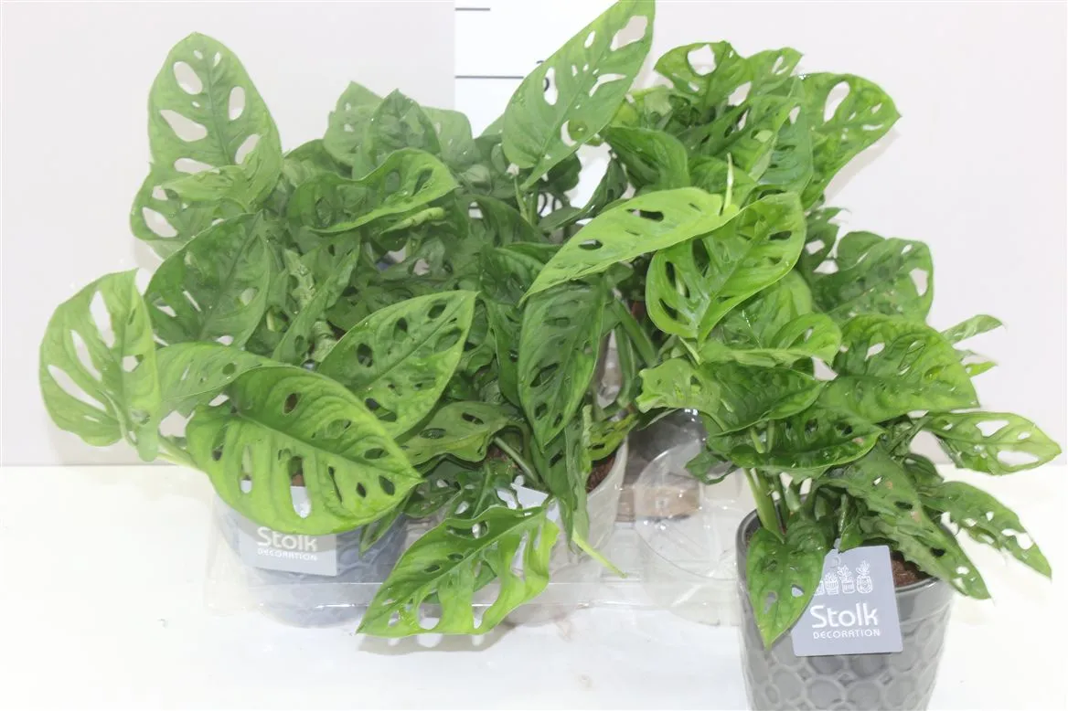 Monstera Obliqua 'monkey Mask' Gaia v keramike • črepník 13 cm