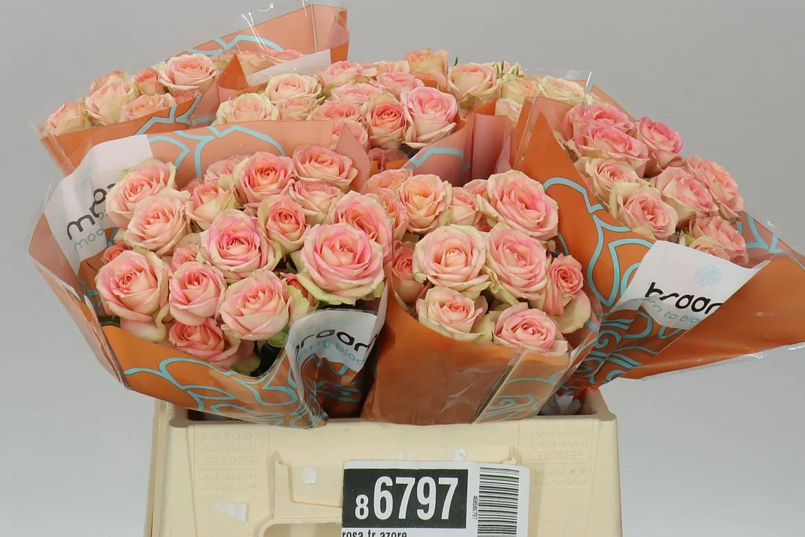 Rosa Tr Azore X5 • 40 cm