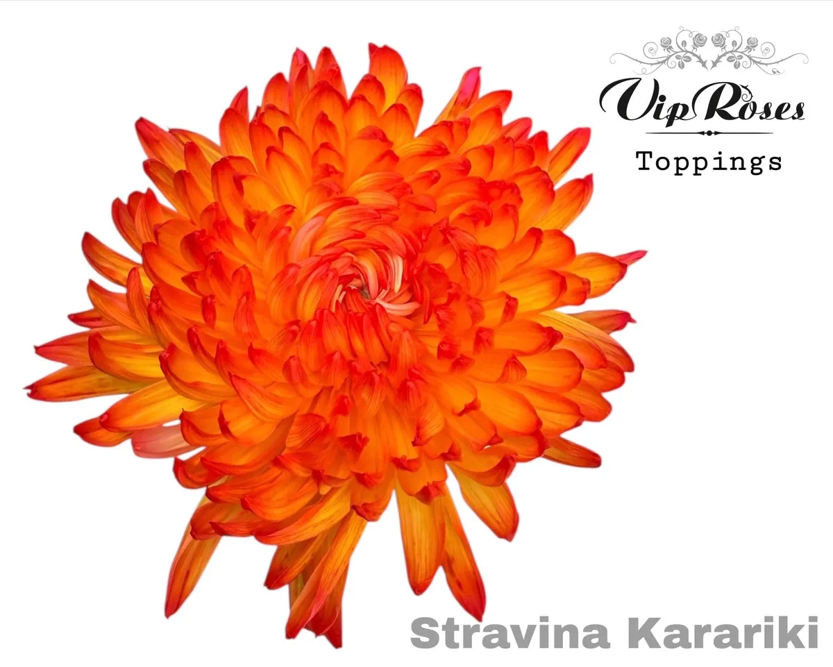 Chryzantéma veľkokvetá Stravina Kakariki • 65 cm