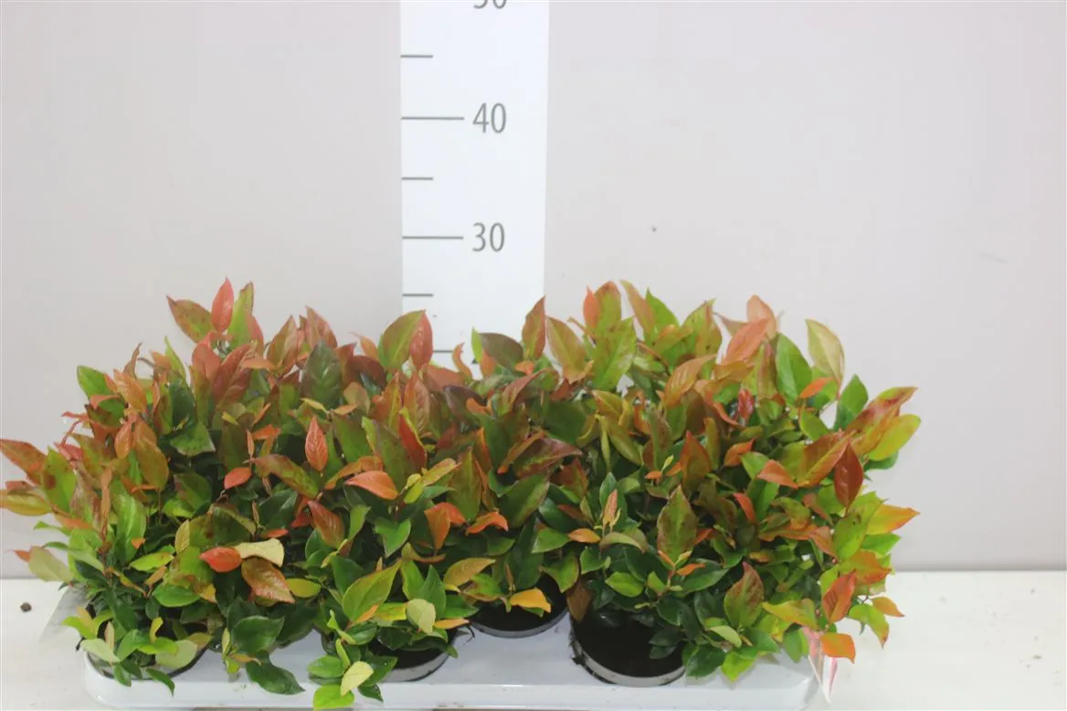 Leucothoe Axillaris Zeblid • črepník 10 cm