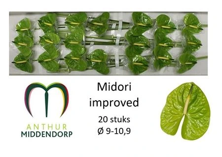 Antúrium Midori Improved