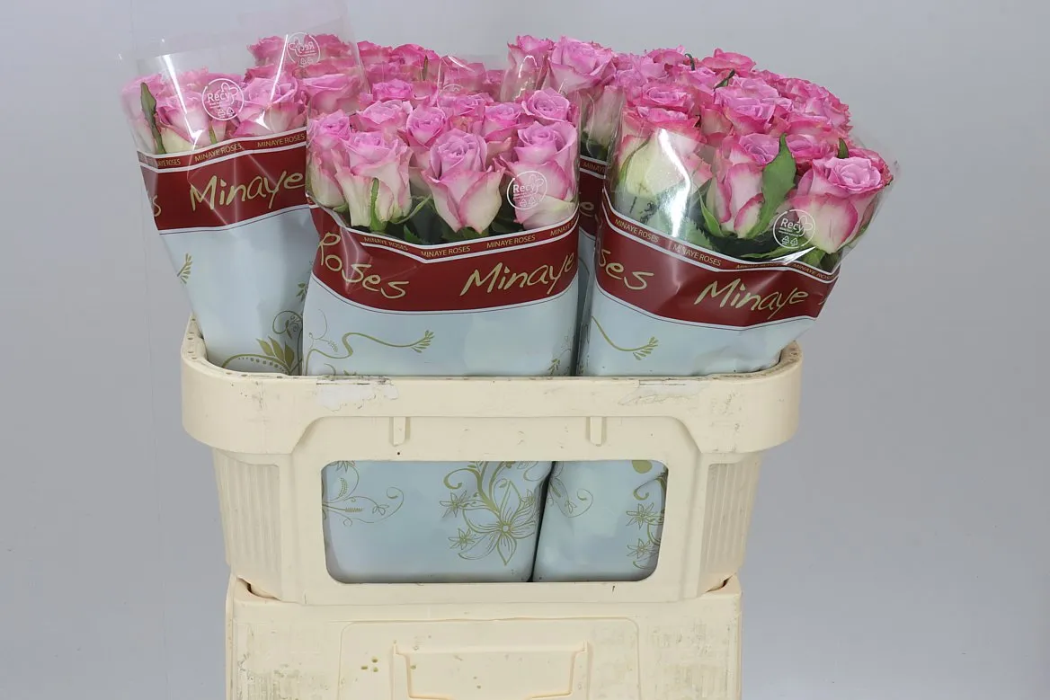 Rosa Gr Thriller • 70 cm