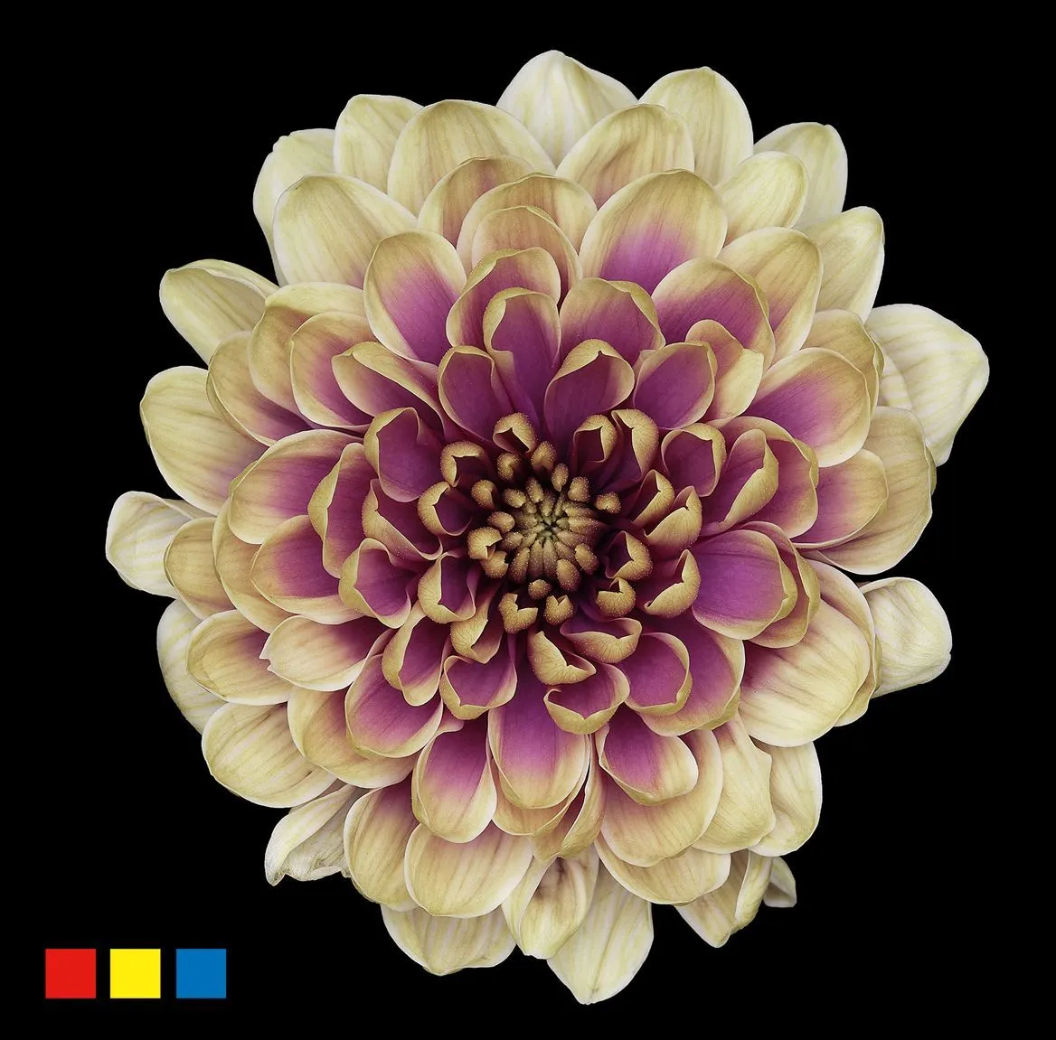 Chryzantéma trsová Altaj Purple Fresh • 70 cm