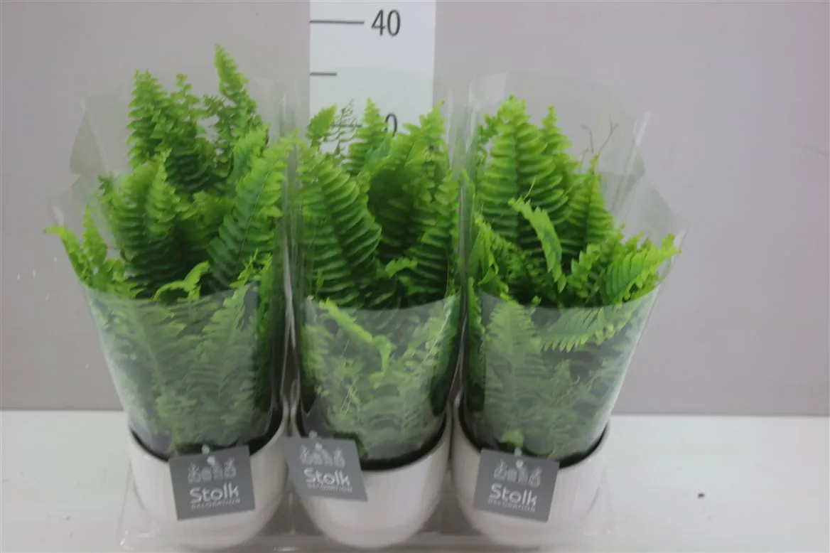Nephrolepis Ex Vitale Liv v keramike • črepník 13 cm