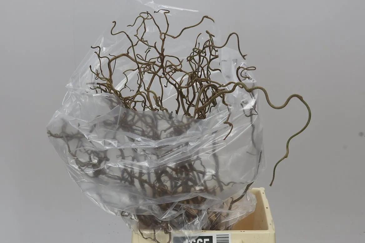 Corylus • 50 cm