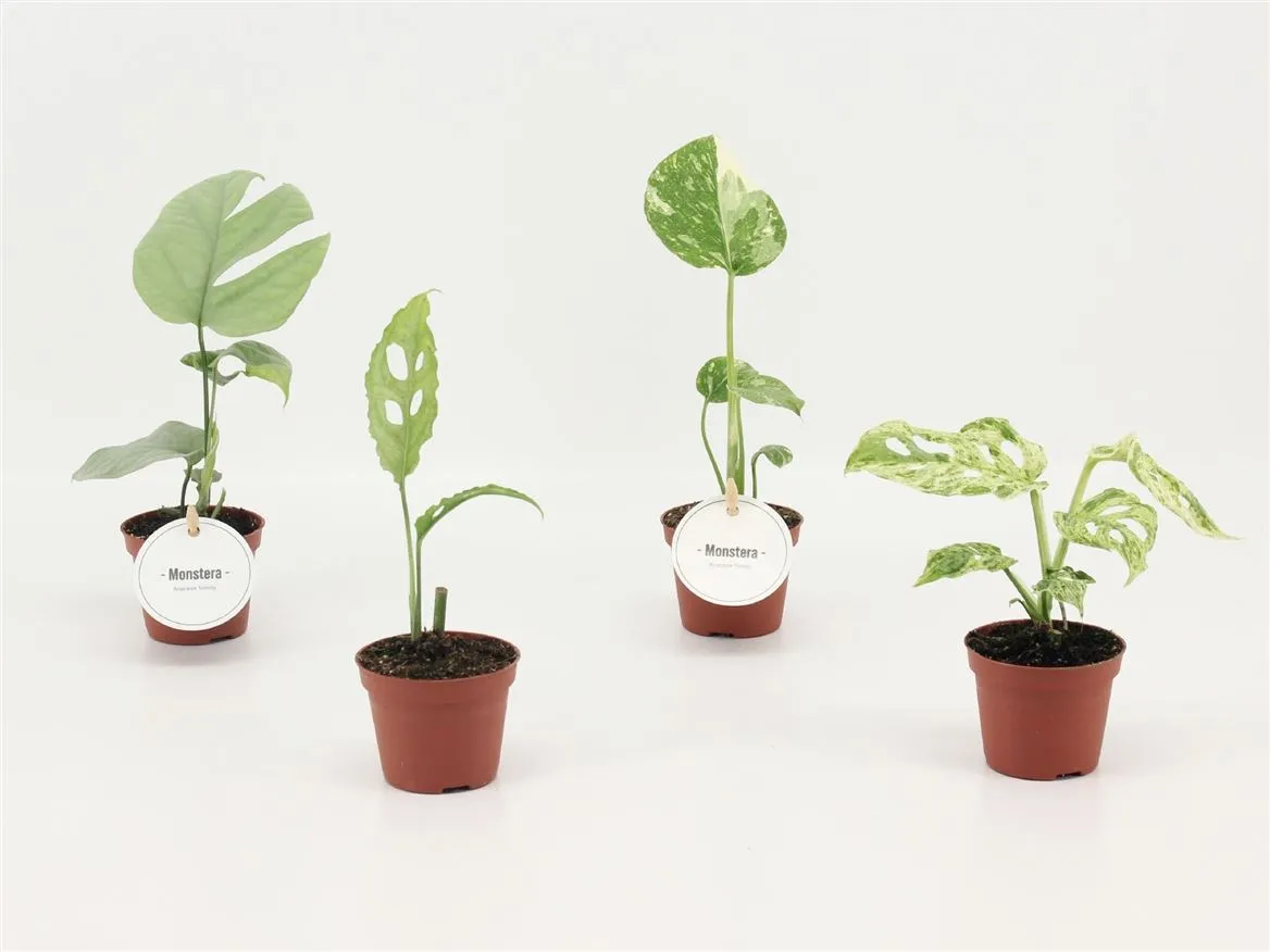Monstera mix • črepník 6 cm