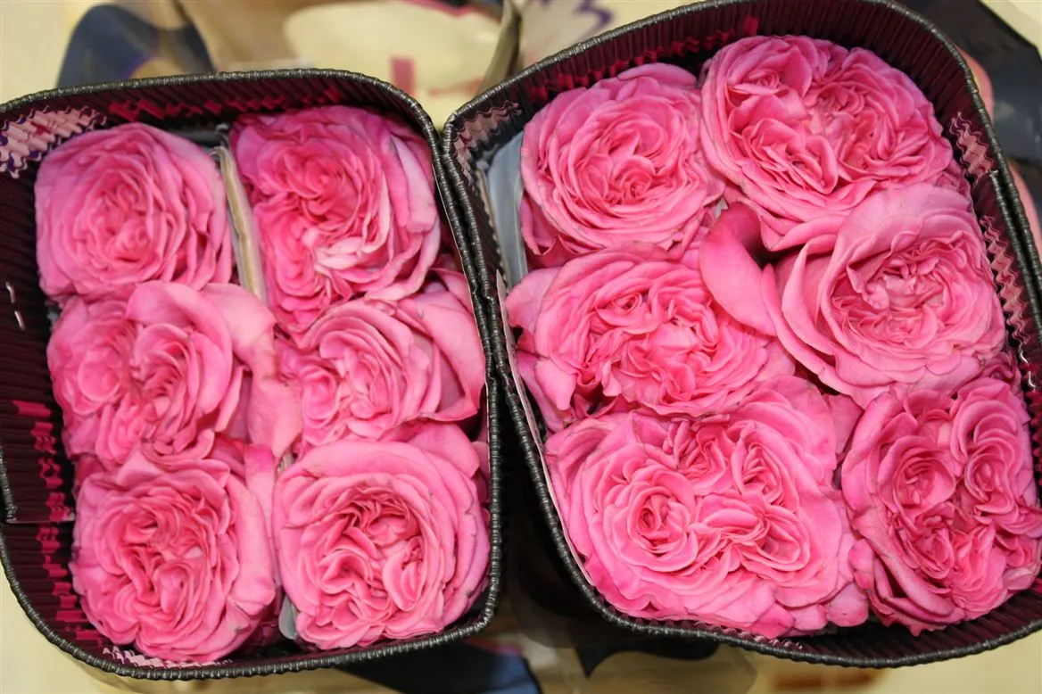Rosa Gr Gar Ashley • 50 cm