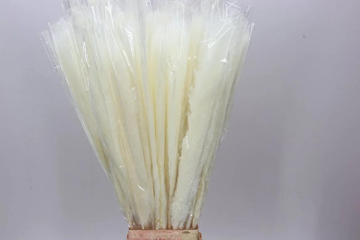 Cortaderia Dadang Bleached • 140 cm
