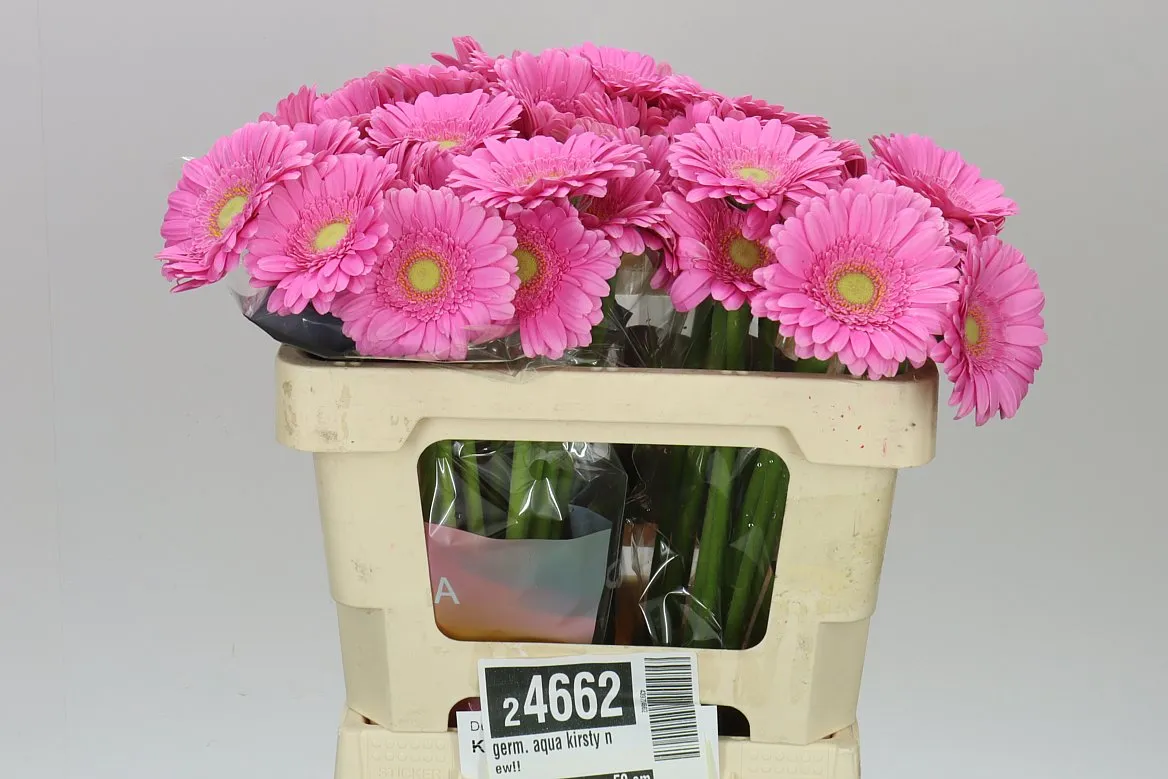 Germini Aqua Kirsty • 50 cm