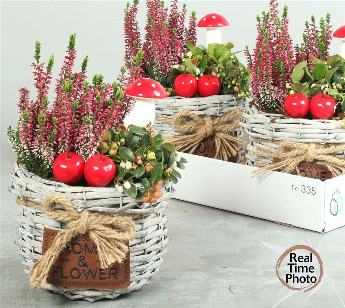 Arr Tuinplanten v prútenom košíku Met Touwstrik • črepník 19 cm