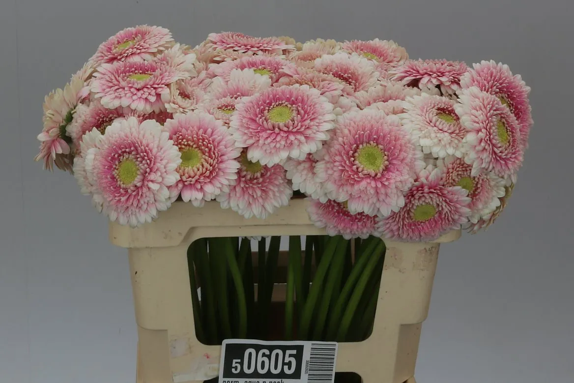 Germini Aqua P Noek • 50 cm