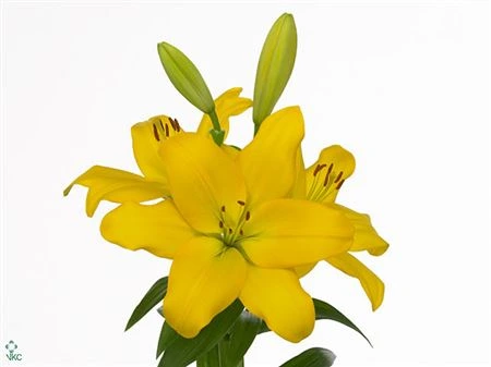 Ľalia LA Yellow 3+ • 80 cm