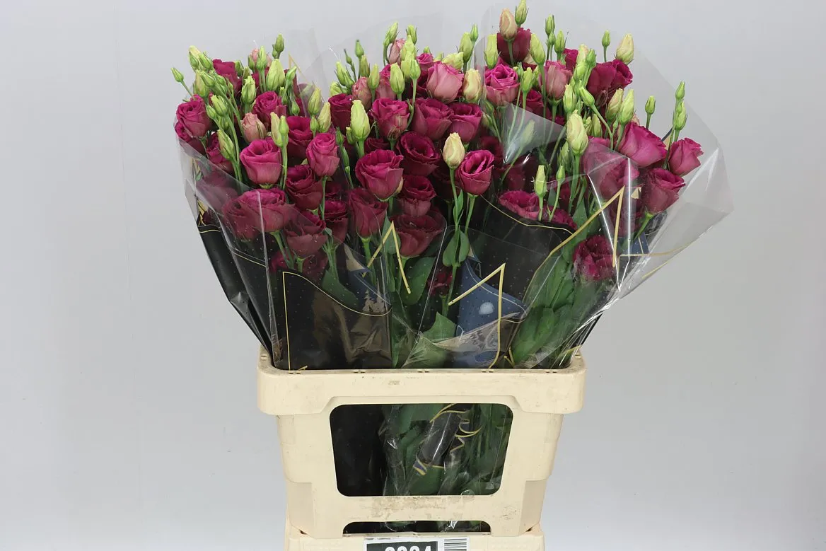 Eus G Arosa Red • 72 cm
