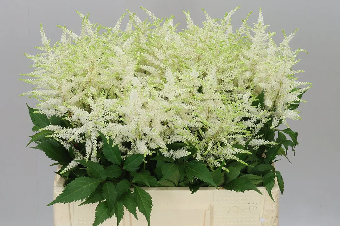 Astilbe Washingthon • 60 cm
