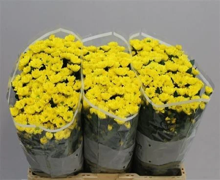 Chryzantéma santini Rossi Sunny • 55 cm