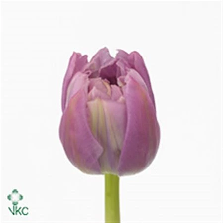 Tulipán plnokvetý Double Price