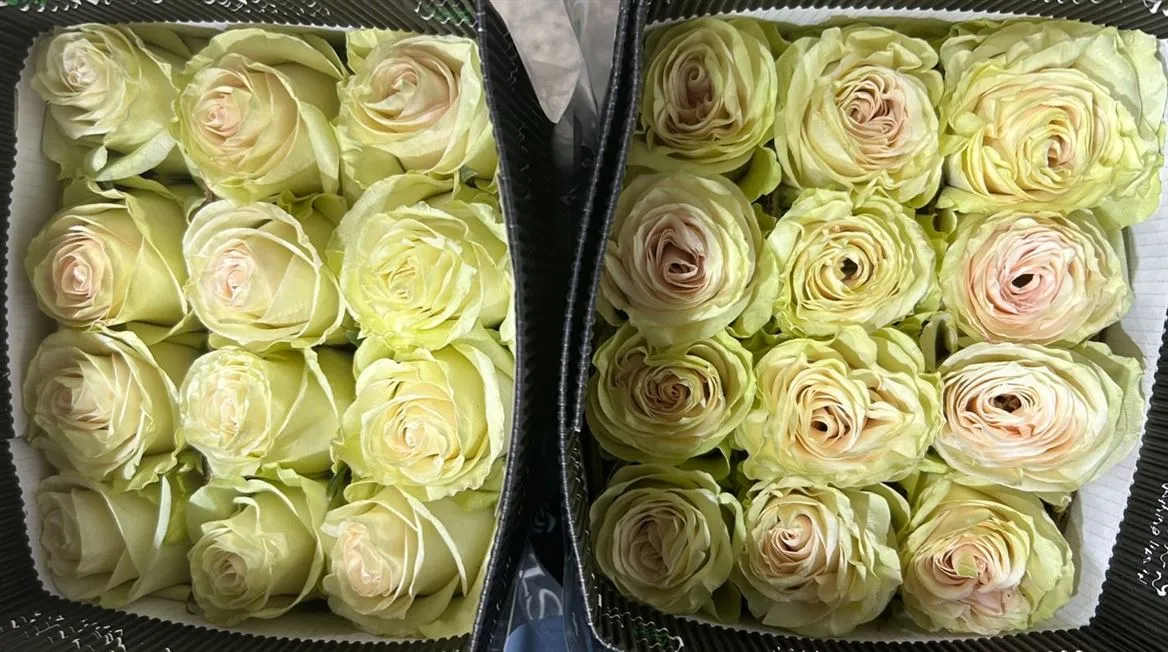 Rosa Gr Ec Sweet Memory • 50 cm
