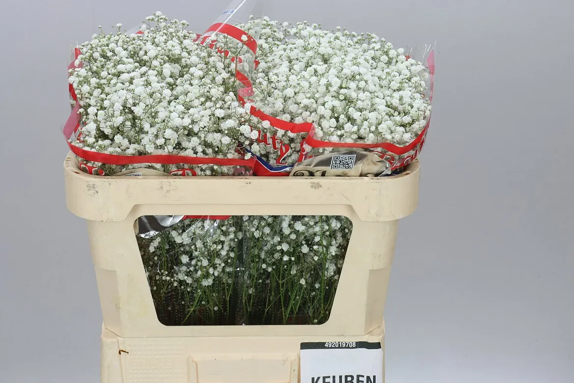 Gypsofila Xlence 20 Gr • 70 cm