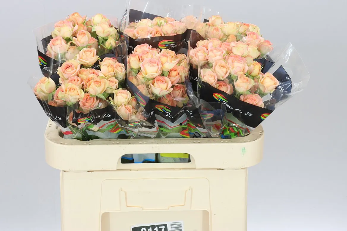 Rosa Tr Azore X5 • 60 cm
