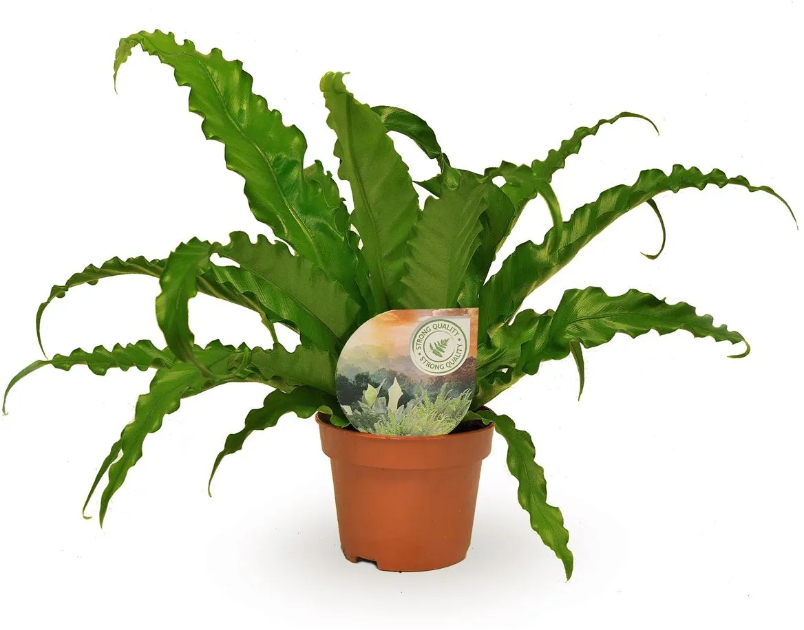 Asplenium Osaka • črepník 12 cm