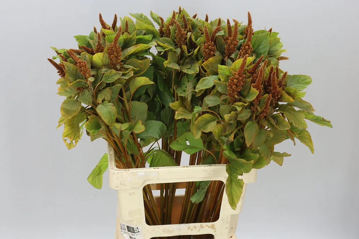 Amarant St Cr Hot Biscuit A2 • 70 cm