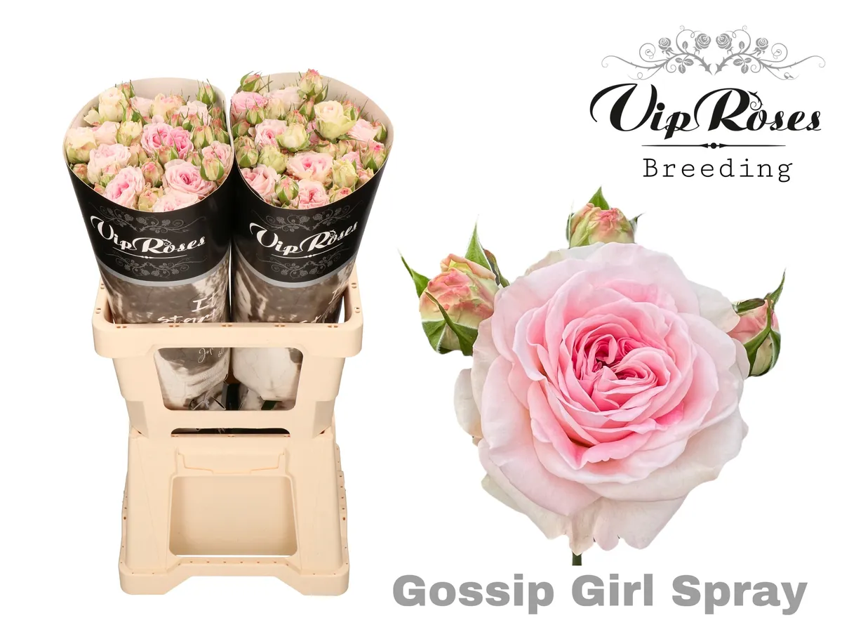 R Tr Gossip Girl • 60 cm