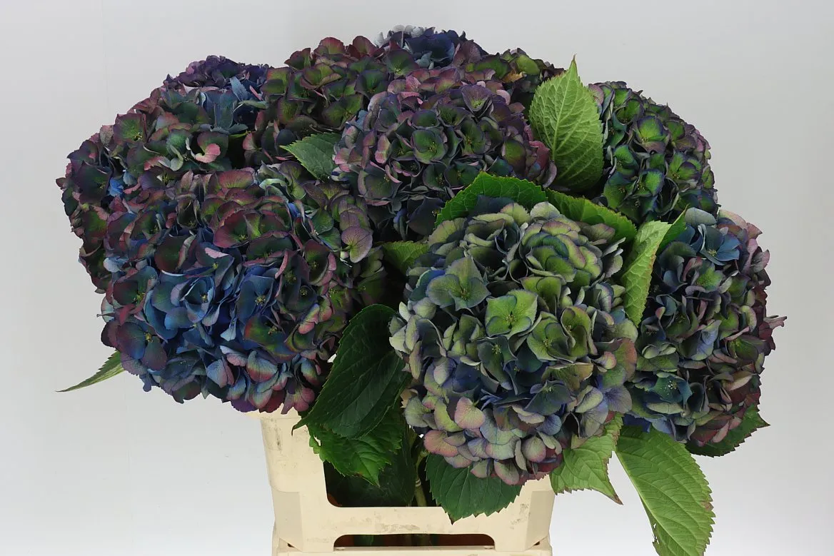 Hydrangea King Classic • 60 cm