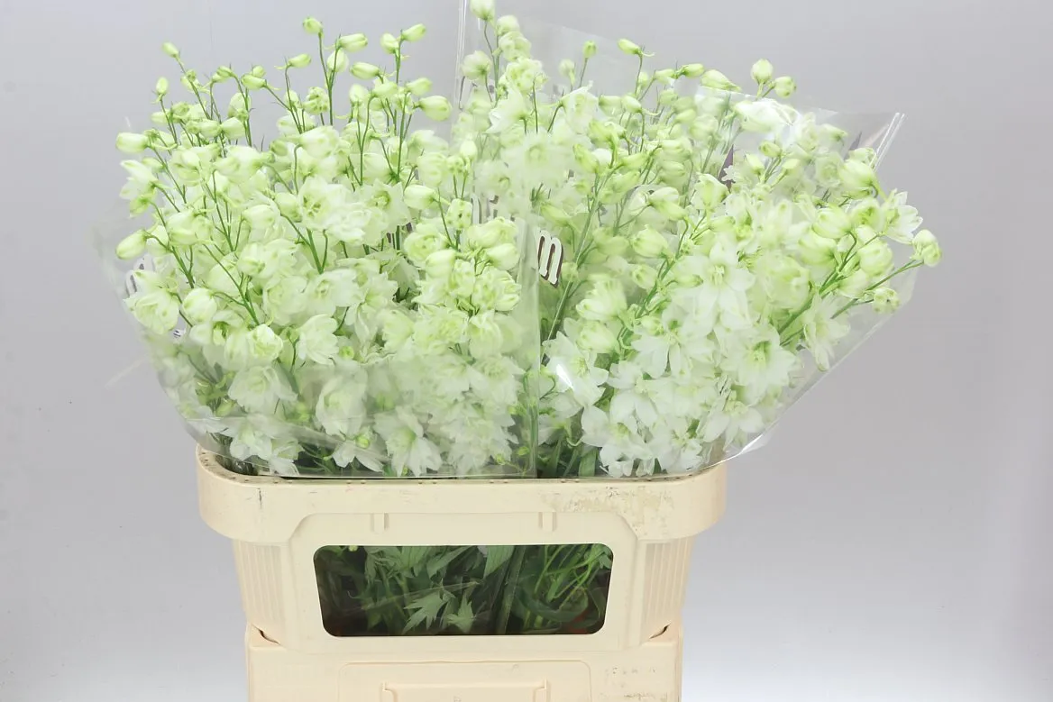 Delph El Dewi Impressive White • 80 cm