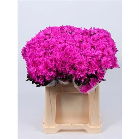 Chryzantéma trsová Baltica Lila Glitter • 70 cm