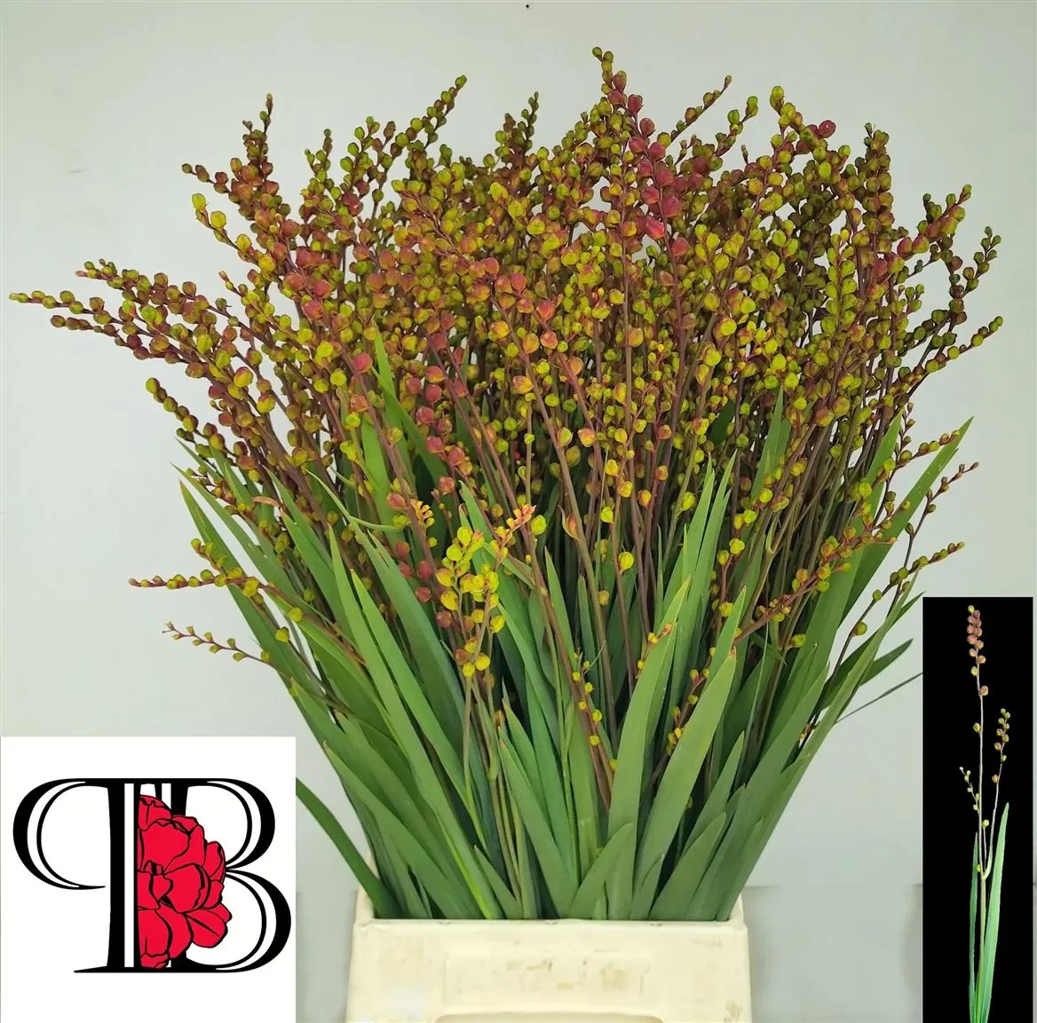 Crocosmia Berries Red • 65 cm