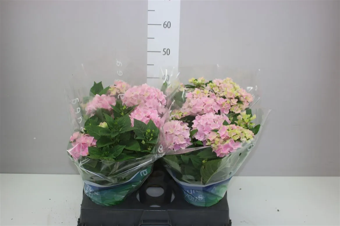 Hydrangea Ankong Pink 5+ • črepník 15 cm