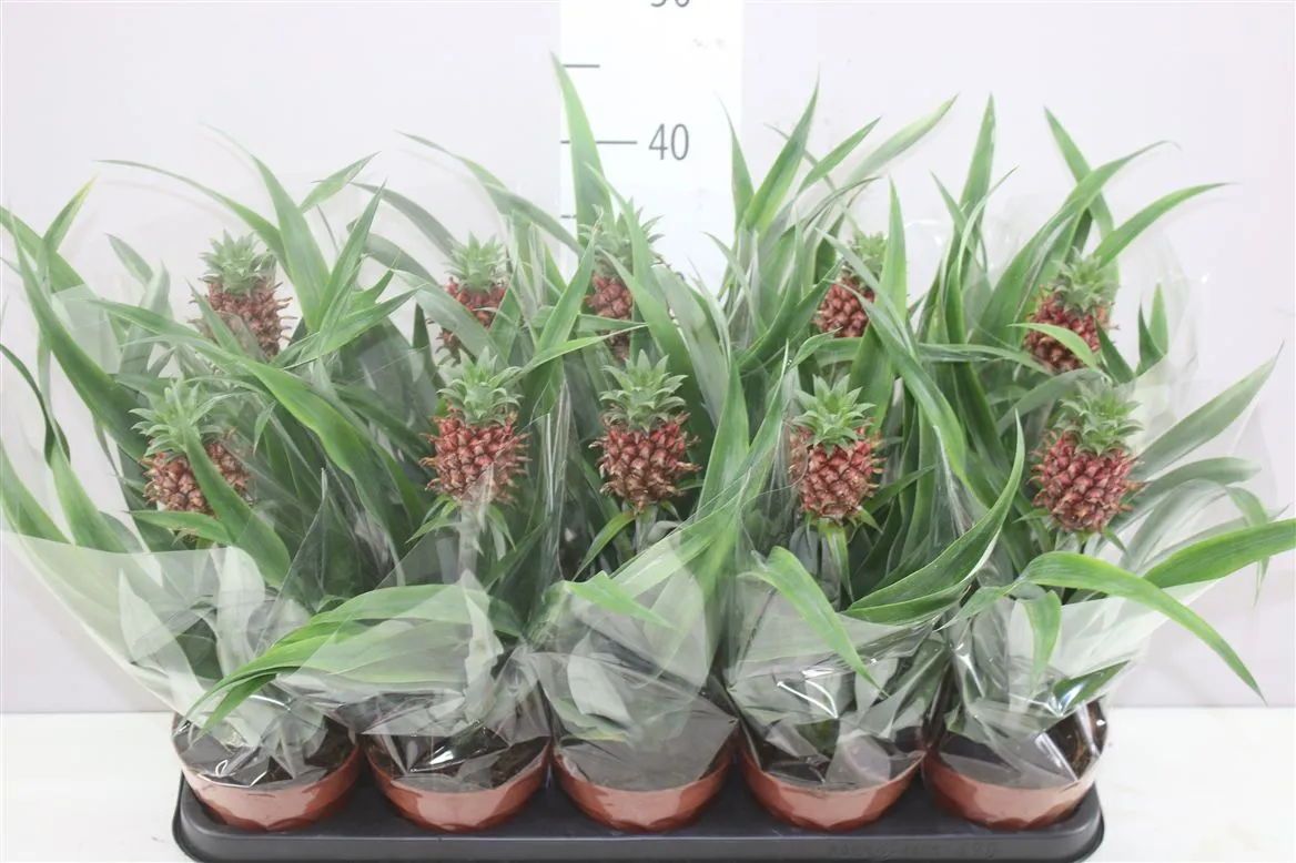 Ananas Rosita • črepník 12 cm