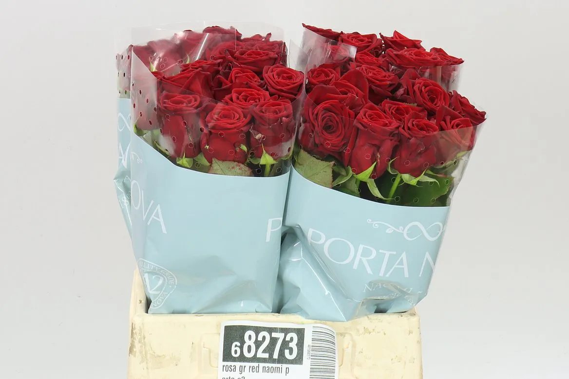 Rosa Gr Red Naomi Porta A2 • 40 cm
